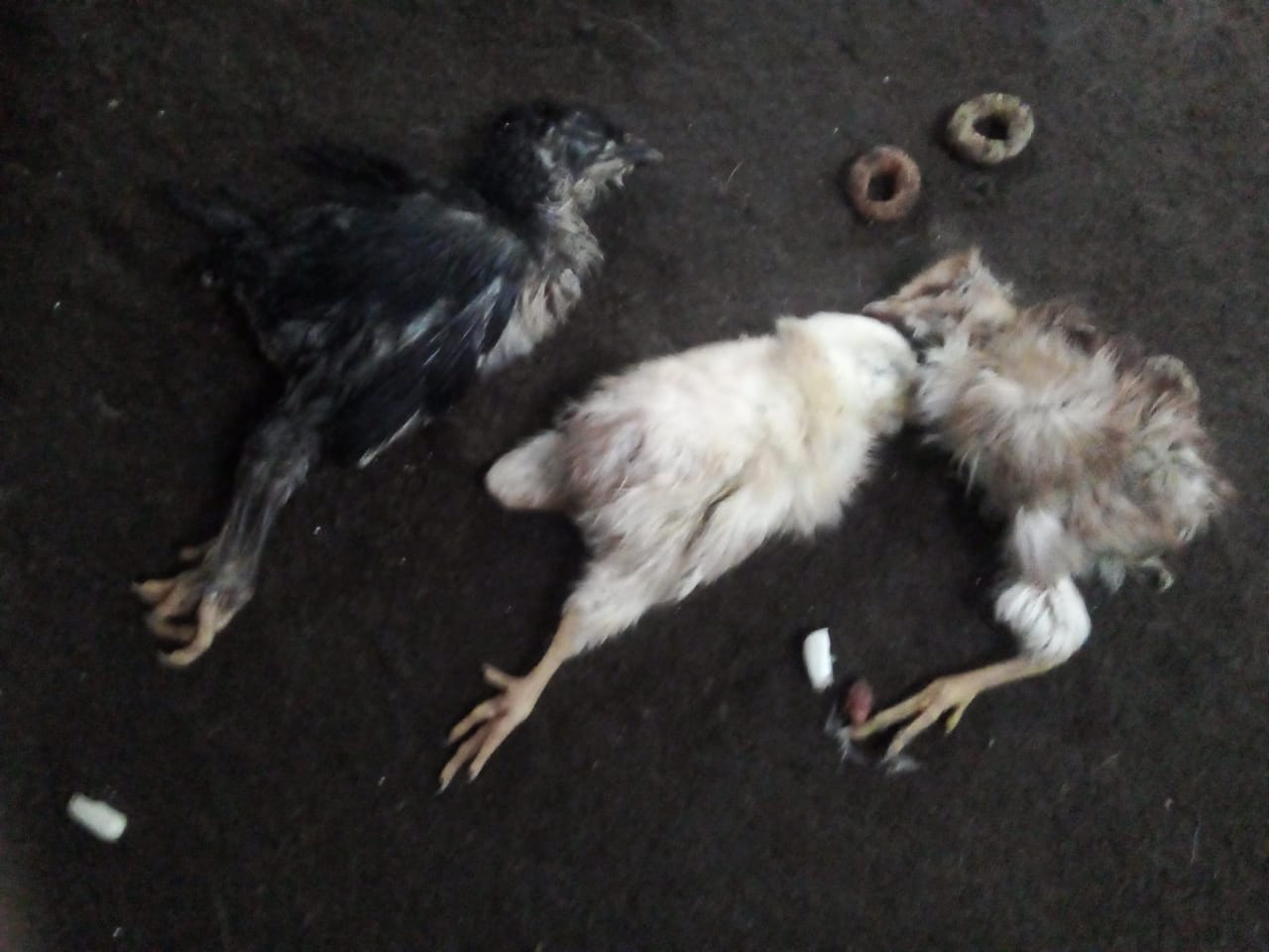 pollo muerto